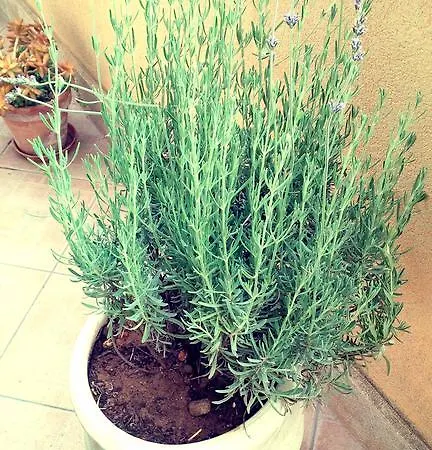 بيت ضيافة Casa Chiarenza 2*